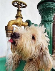 Cachorro-bebendo-agua