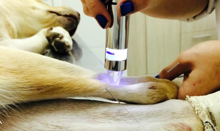 A acupuntura para Pets
